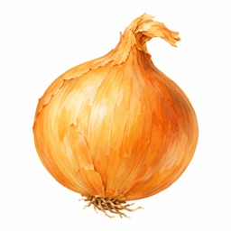 Zwiebel